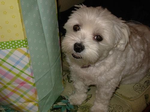 Maltese Terrier yavrusu 1