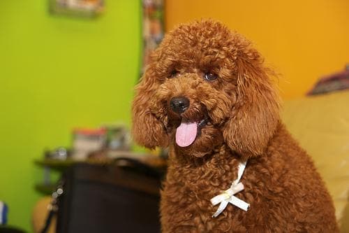 Toy Poodle yavrusu 1