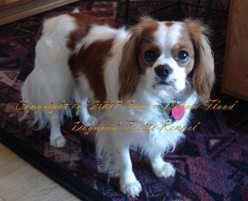 Cavalier King Charles yavrusu 1